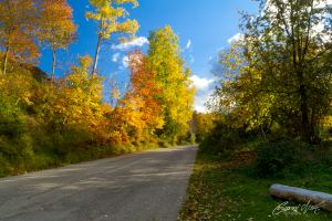 Strada_autunno_pietralta_MG_0044-c54.jpg